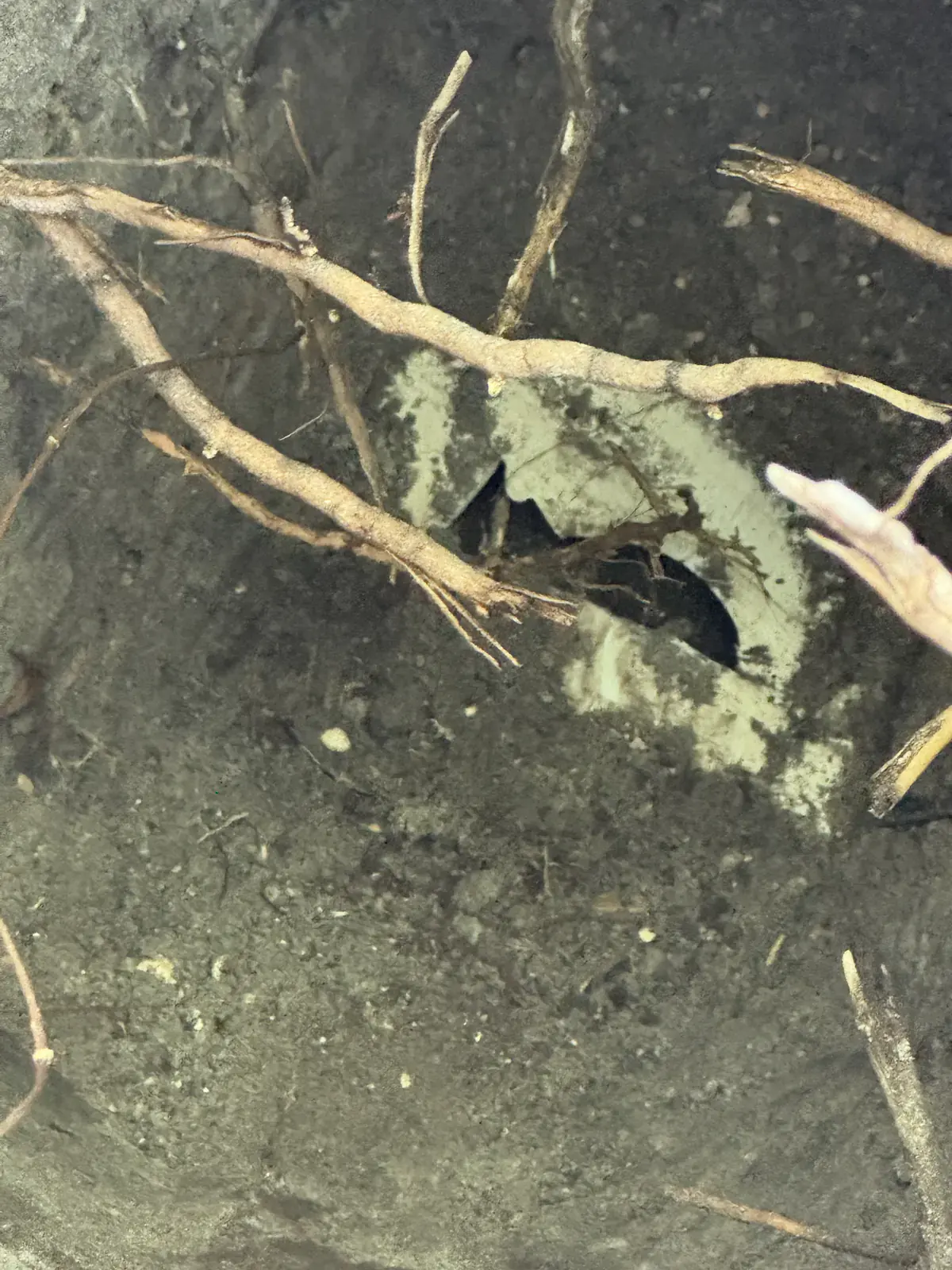 Tree roots growing into a broken section of a sewer pipe in an excavated trench in Neptune Beach, FL